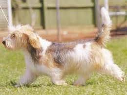 犬を家族に迎える前に